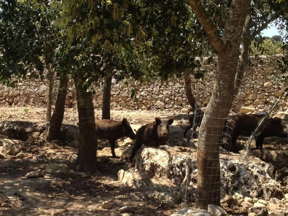 Masseria Autigne أوترانتو المظهر الخارجي الصورة